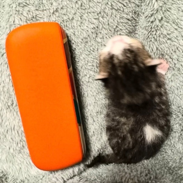 保護時、生後0日だった小さなにものちゃん（画像提供：にものちゃんねる【保護猫日記】さん）