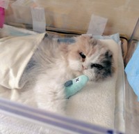 貧血により、肉球が白くなった