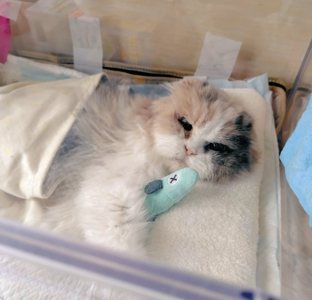 貧血により、肉球が白くなった