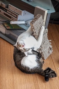 壁は引っかかないけど爪とぎは全力！（画像提供：ozozaccoさん）