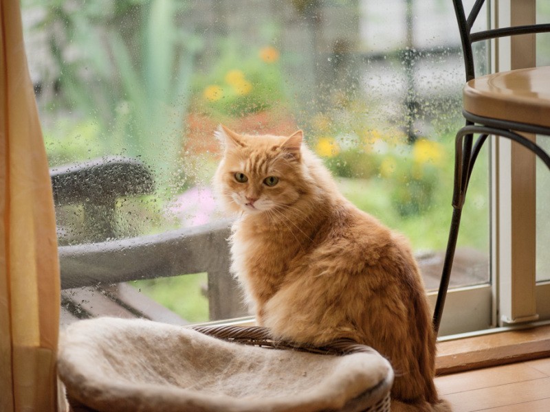 「雨降りなのにわざわざご苦労なこと」（小林写函撮影）