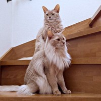 家に入ってきた虫を探す（後方）颯くん、（手前）凪くん（画像提供：凪颯さん）