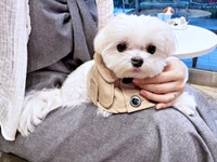 ママの膝上にちょこんとのるまるくん（画像提供：全部犬のせいさん）