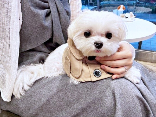 ママの膝上にちょこんとのるまるくん（画像提供：全部犬のせいさん）