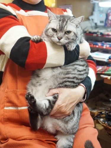 京子さんに抱かれる「はな」はあんこ型…力士にも人気