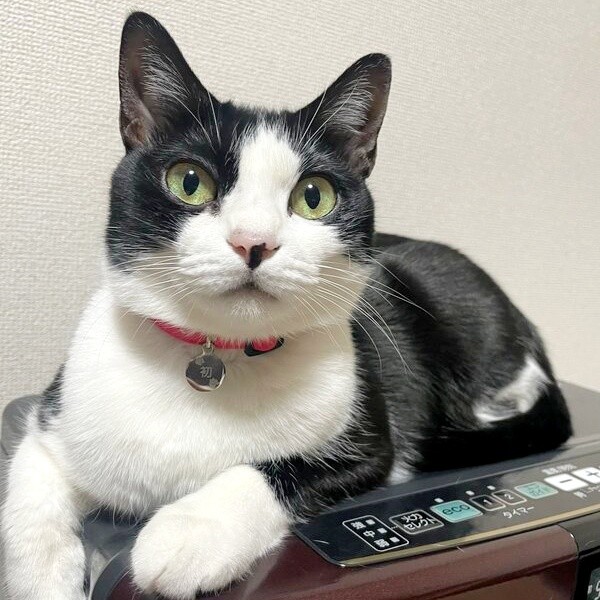 飼い主さんを見つめる初ちゃん（画像提供：はっちゃんムーさん）