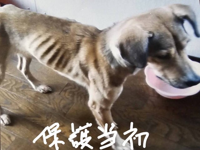 【ビフォー写真】山に遺棄されていた保護犬のモモちゃん。全身の骨が浮き出いてたという（「アニマルレスキューたんぽぽ」さん提供）
