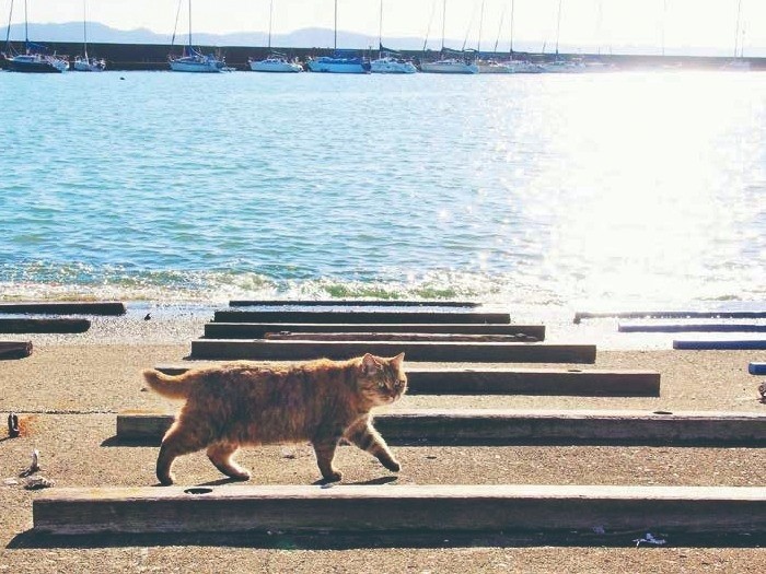 海辺を闊歩する捨て猫マリちゃん「マリちゃんの『女の一生』」より（寄りそう猫 / 辰巳出版）
