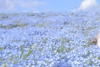 オートフォーカスを奪う花ではなく鼻（提供：イヌカワさん）