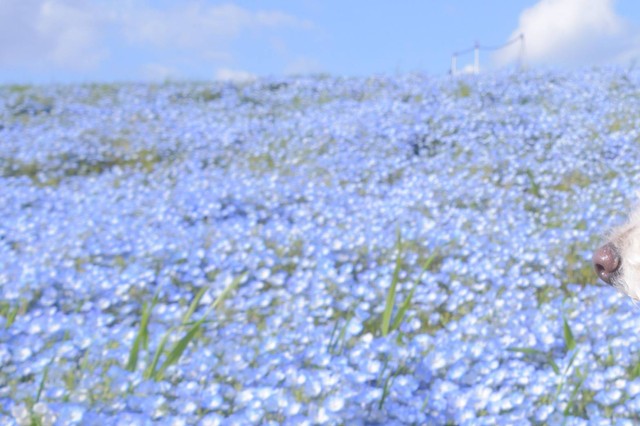 オートフォーカスを奪う花ではなく鼻（提供：イヌカワさん）