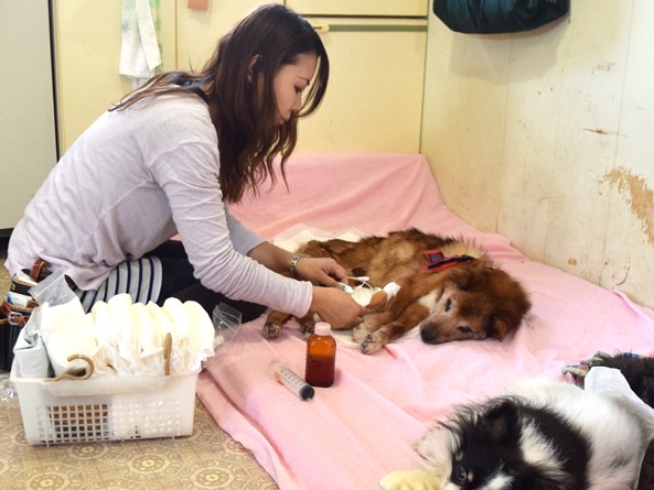 老齢ペット、余生どう守る　高齢飼い主に「老老介護」の壁