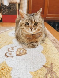 夕食を作る間近くで見守ってくれるまるぴちゃん（提供：まるぴ と ねこズさん）