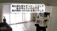 見守りカメラに映るりぼんちゃん…部屋の中を歩き回り、遠吠えで呼び続けていたという（「スタンプーりぼん」さん提供、Instagramよりキャプチャ撮影）