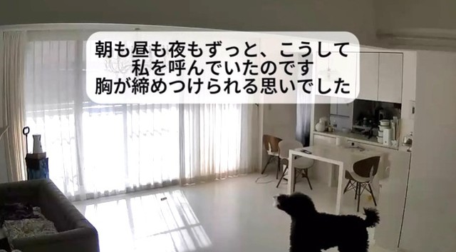 見守りカメラに映るりぼんちゃん…部屋の中を歩き回り、遠吠えで呼び続けていたという（「スタンプーりぼん」さん提供、Instagramよりキャプチャ撮影）
