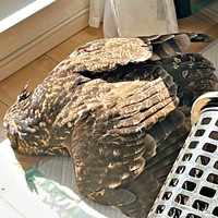 日向ぼっこするアルタイルちゃんの姿に「ビビる」と驚きの声続出（画像提供：アフワシのアルタイルさん）