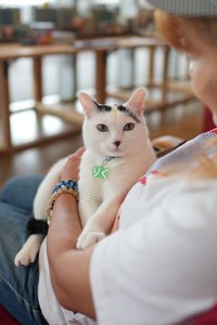 りくは甘えん坊。気に入ったお客さんがいると膝の上にのってフミフミする