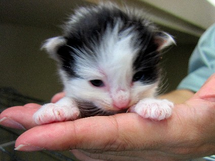 多頭飼育崩壊　個人宅から猫５２匹を保護、「飼い主」探し