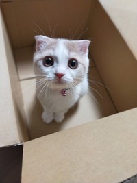 パパさんがハウスを作る前に入っちゃうつむぎちゃん（提供：つむぎ🐈スコティッシュフォールドさん）