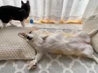 ヘソ天でくつろぐあんずちゃん。窓際にいるのは一緒に暮らしている猫のちくわぶちゃん（画像提供：ばなななさん）