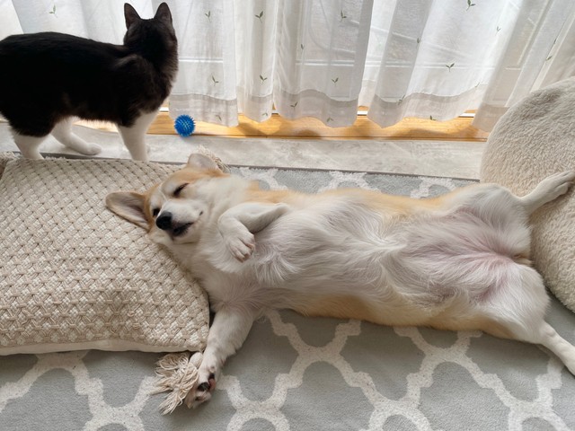 ヘソ天でくつろぐあんずちゃん。窓際にいるのは一緒に暮らしている猫のちくわぶちゃん（画像提供：ばなななさん）