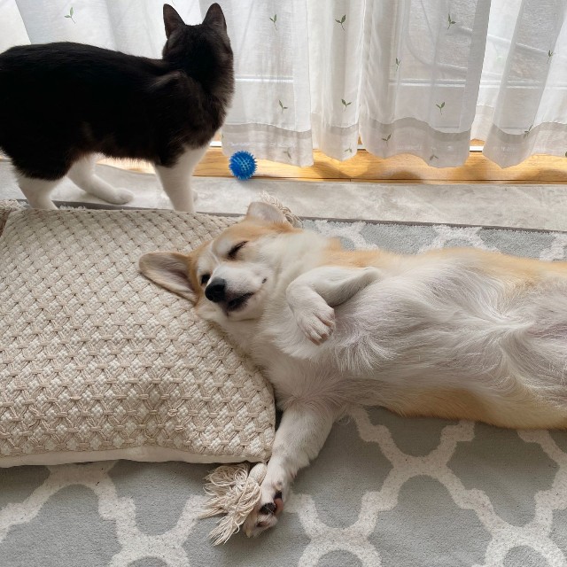 ヘソ天でくつろぐあんずちゃん。窓際にいるのは一緒に暮らしている猫のちくわぶちゃん（画像提供：ばなななさん）