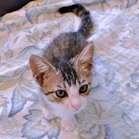 お家にやって来たトラヴィスくん（画像提供：にくきゅうさん）