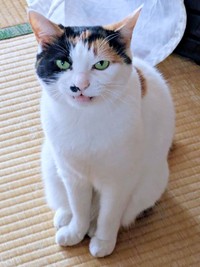 おしゃべりするしゃけちゃん（画像提供：しゃけさん）