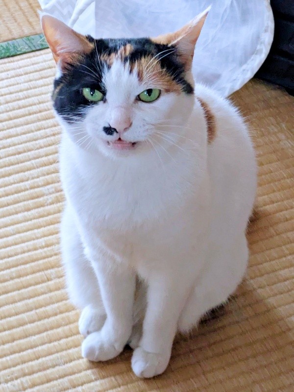 おしゃべりするしゃけちゃん（画像提供：しゃけさん）