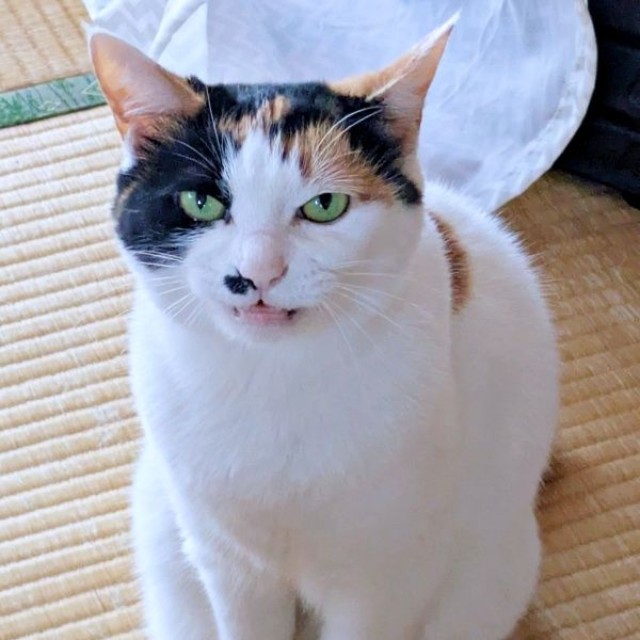 おしゃべりするしゃけちゃん（画像提供：しゃけさん）
