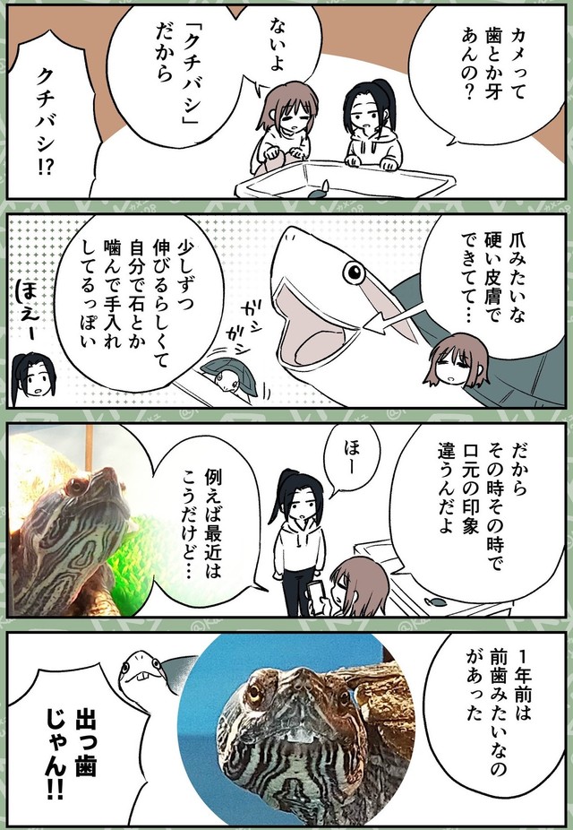 亀は歯や牙がない代わりに、硬い皮膚でできた「クチバシ」がある　©︎カメユ