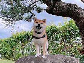 お庭でここがいちばんお気に入りなんだ！　柴犬「ふうこ」