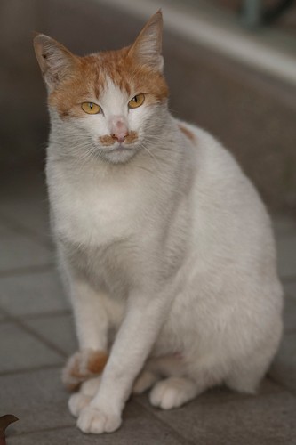 口ひげではないからニャ「のらのいる風景」（撮影　佐々木まこと）