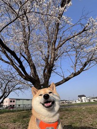 桜の下でスマイル！（画像提供：柴犬ふう太さん）
