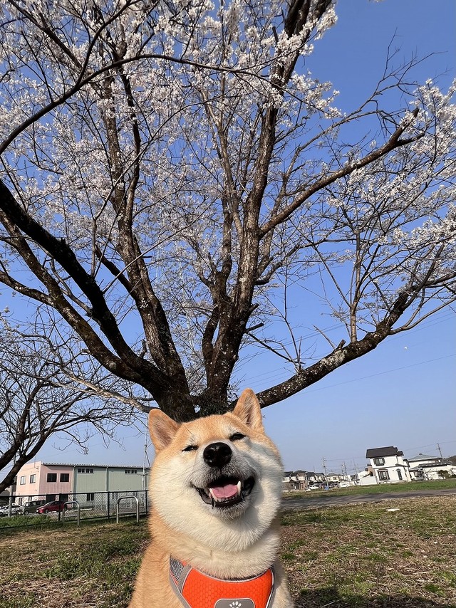 桜の下でスマイル！（画像提供：柴犬ふう太さん）