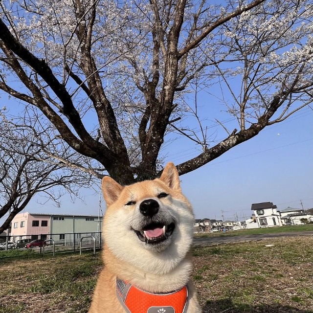 桜の下でスマイル！（画像提供：柴犬ふう太さん）
