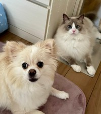 のあくんとこはくちゃん（「のあこはくLavie」さん提供）