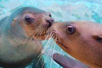 トドの「ニコ」と「なでしこ」 ※桂浜水族館提供