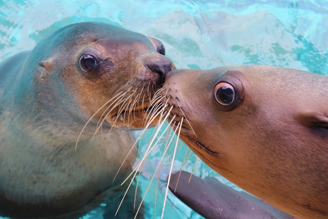 トドの「ニコ」と「なでしこ」 ※桂浜水族館提供