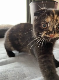 子猫期