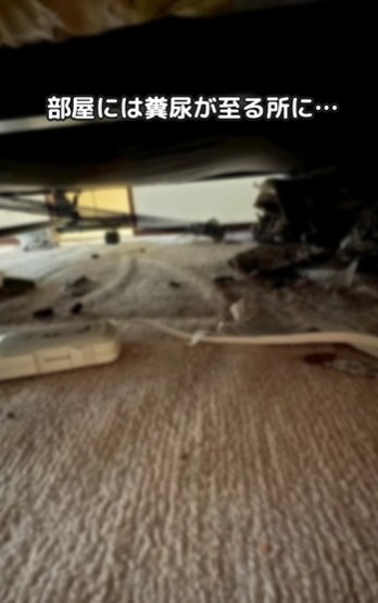 部屋にはふん尿がいたるところに・・・（「もふっこひだ」さん提供、Instagramよりキャプチャ撮影）