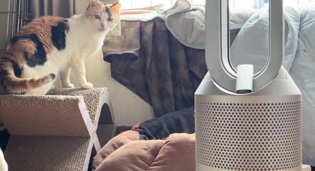 スプレー後、カメラの視線に気づく翡文／ねこかますさん（@nekokamasu）提供