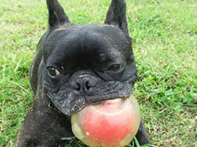 ボール遊びが大切な日課　フレブル「ブレ」はやさしいお兄ちゃん