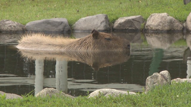 中国地方で梅雨明け　岡山各地30℃超えで動物も暑さ対策　赤磐市