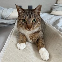 抱っこはダメよ＝chobihigenekoさん提供