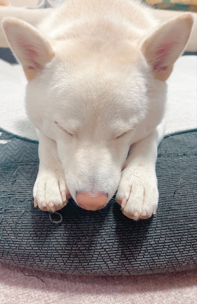 成犬になった今もこの寝方なのだそう（画像提供：ふく あみ ニャーさん）