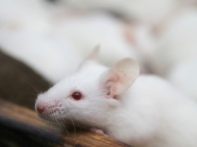 シリアルバーのためにネズミが溺れさせられる!?　身近な食品で行われている動物実験