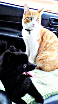 車の中でちょこんと座る（左から）クウちゃん、ナオくん（画像提供：ナオとフータさん）