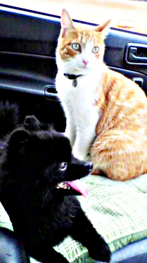 車の中でちょこんと座る（左から）クウちゃん、ナオくん（画像提供：ナオとフータさん）