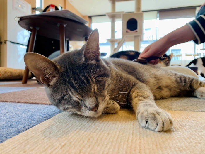でもたくさん“お声がかかる”わけではなかった（ねこかつ提供）