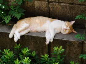 野良猫の「あのこ」が、また塀の上にやって来た（１）